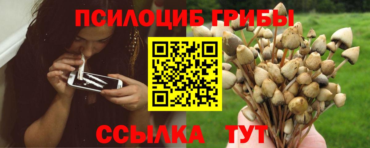 Псилоцибиновые грибы Cubensis Камень-на-Оби