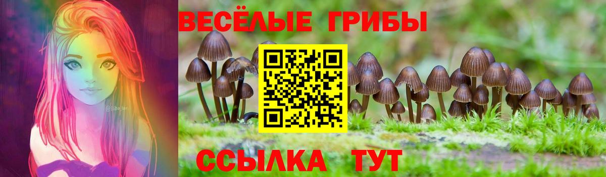 где найти наркотики  Галлюциногенные грибы GOLDEN TEACHER  Камень-на-Оби  Вход с VPN  Псилоцибиновые грибы Magic Shrooms 